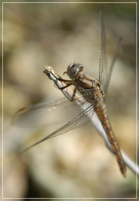 Prima libellulla in assoluto (x Lucianolibe)