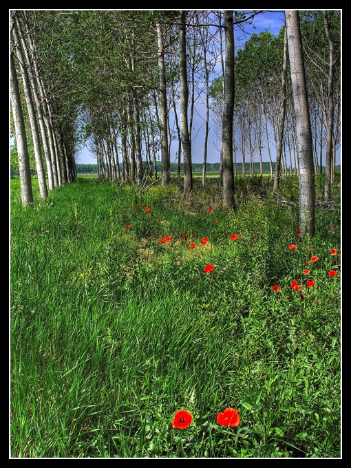 Il piccolo boschetto