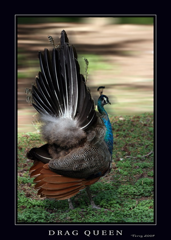 DRAG QUEEN