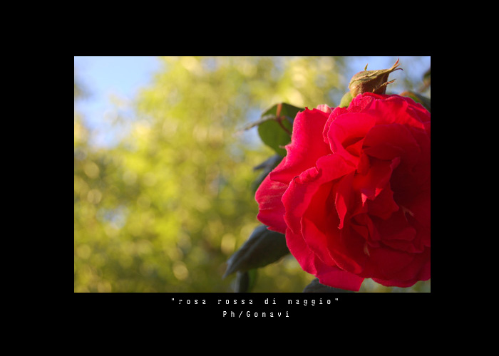 "rosa rossa di maggio"