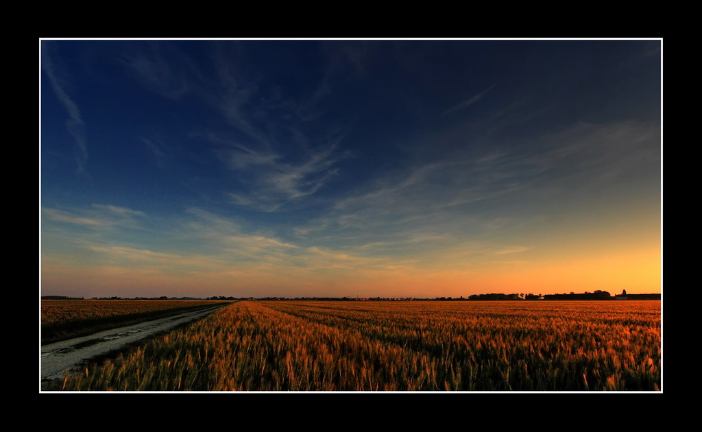 L'oro della pianura...