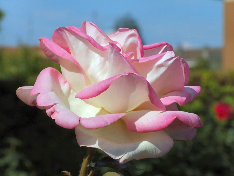 rosa rosa (di citt�)