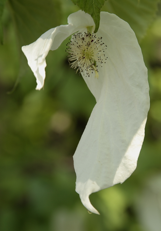 Albero dei fazzoletti