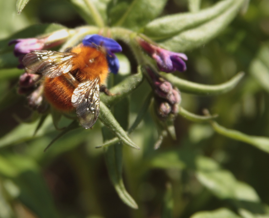 Calabrone al lavoro 1