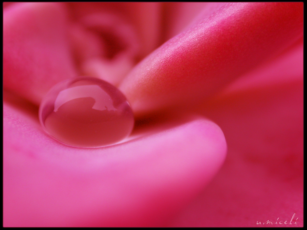 Lingue sotto la pioggia