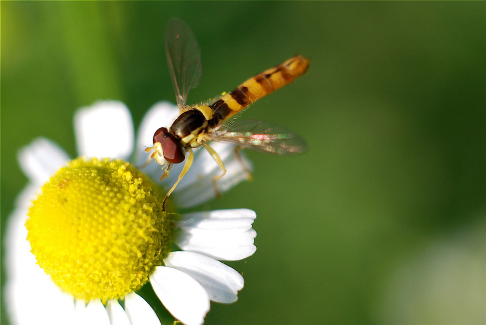 Sirfide su camomilla! 3