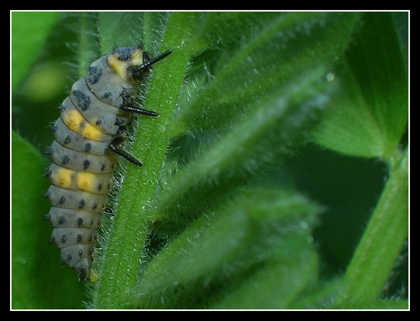 Insettino misterioso