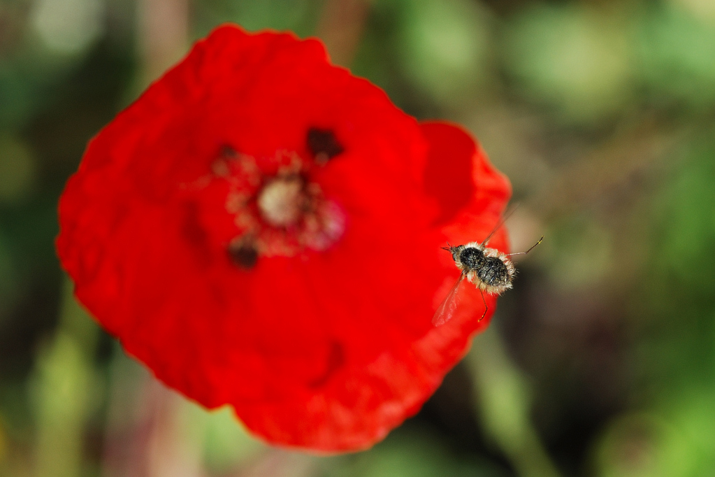 Un Tuffo nel Papavero