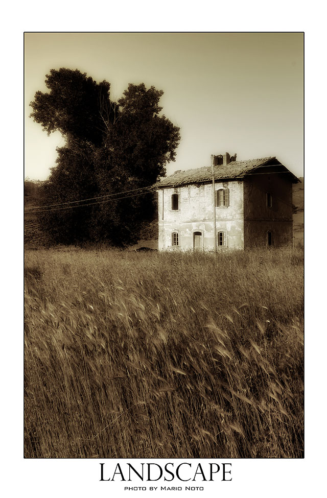 in un campo di grano
