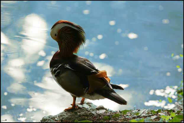 mandarina o giraffa?