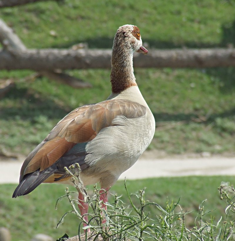 Parco Natura Viva del Garda #2