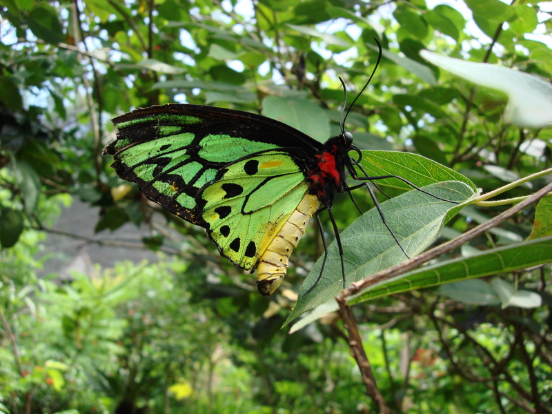 Ornithoptera Priamus Teucrus