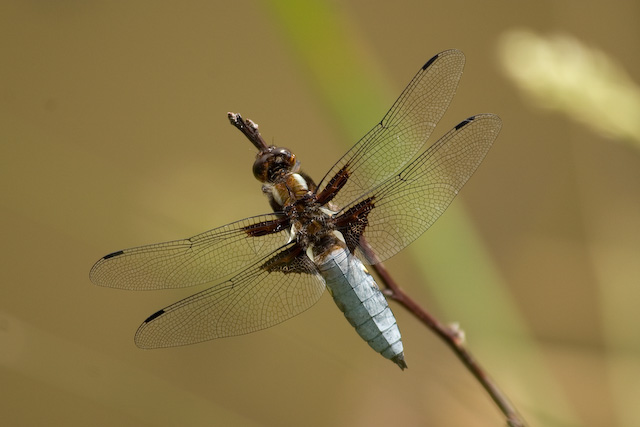 Libellula