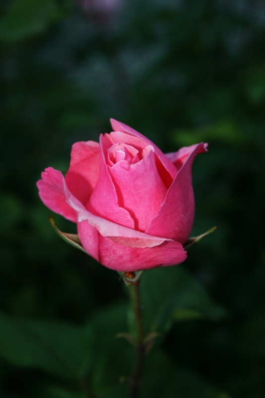 Prima Macro Canon EOS 400d