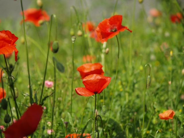 papaveri rossi