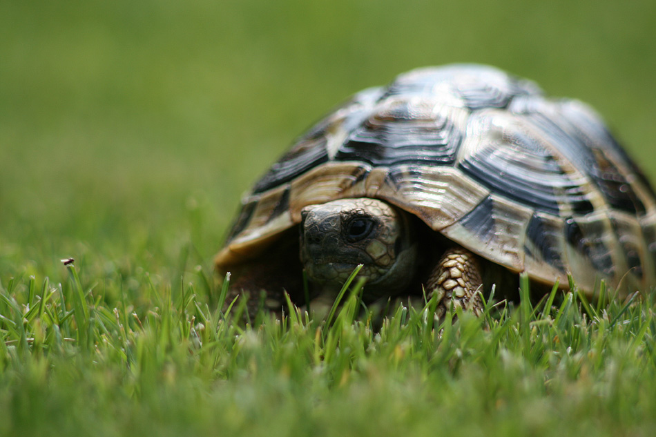 Tarta a caccia di moscerini