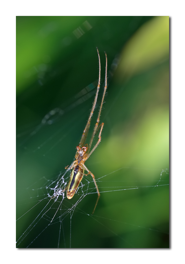 ... ingarbugliata ...