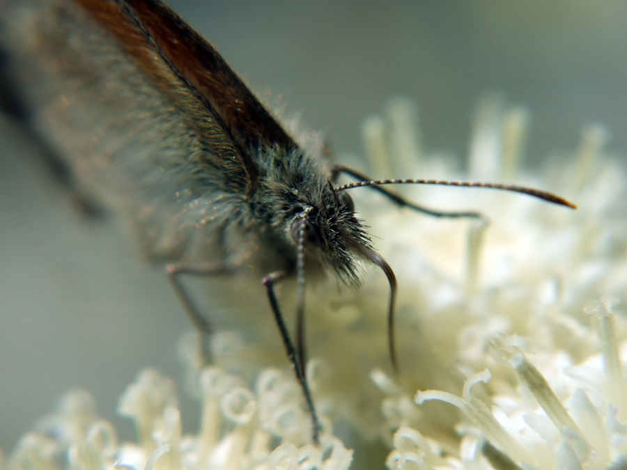 bere con la cannuccia