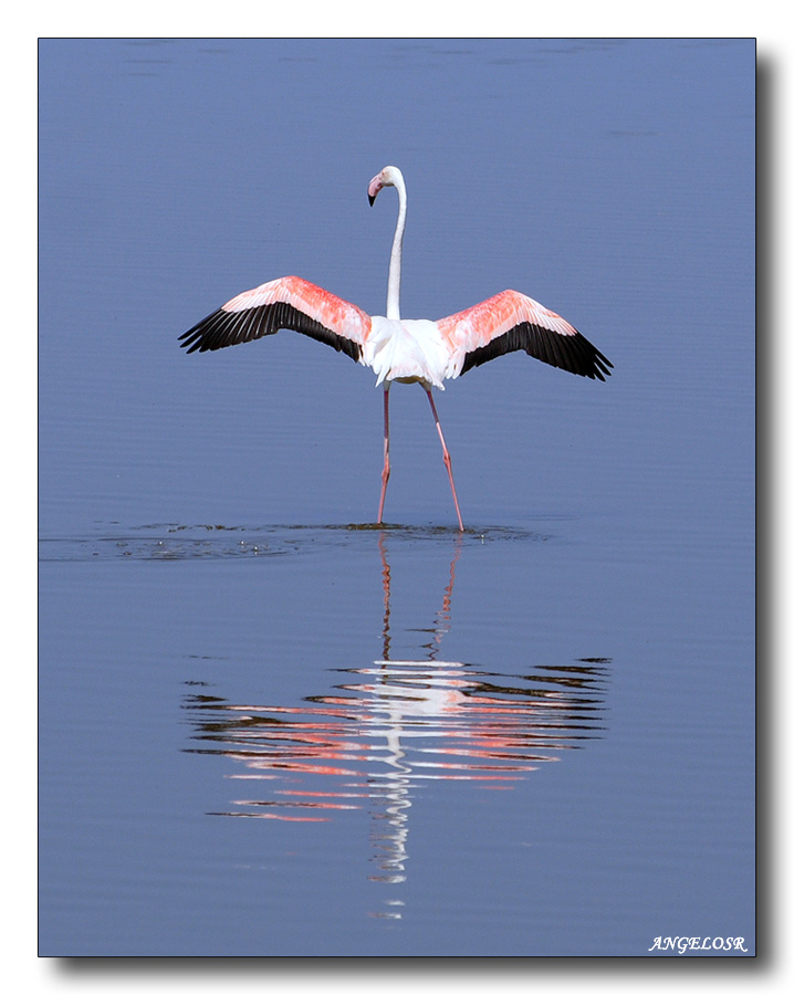 Fenicottero Rosa in tutto il suo splendore....