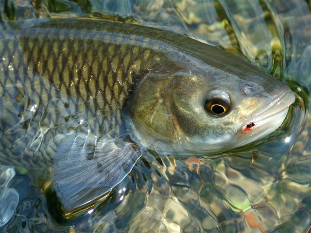 ....la mosca colpisce ancora!