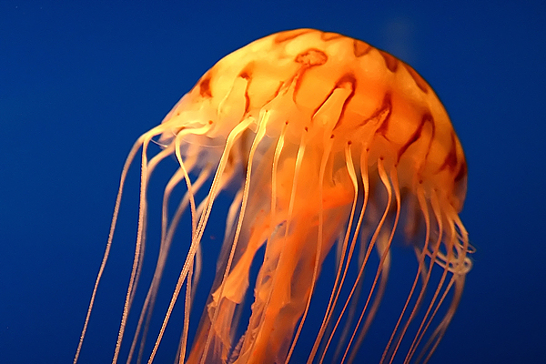 Alieni o opere d'arte della natura?