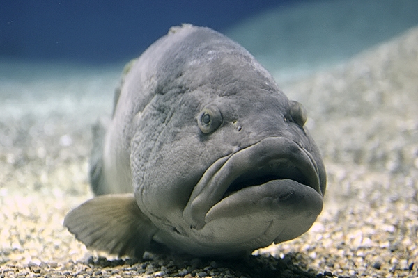 Labbra...senza silicone