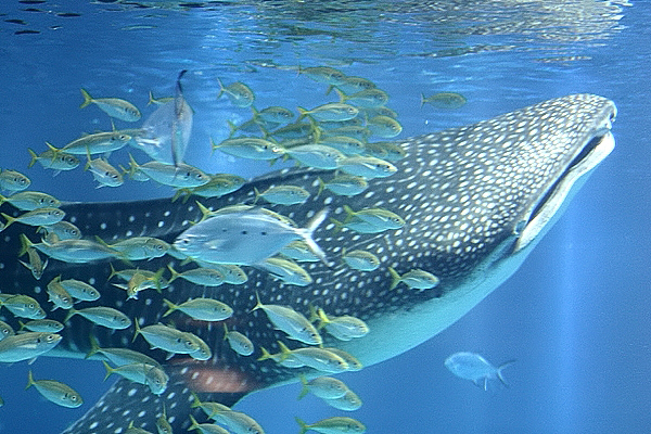 Tanto grosso...quanto innocuo