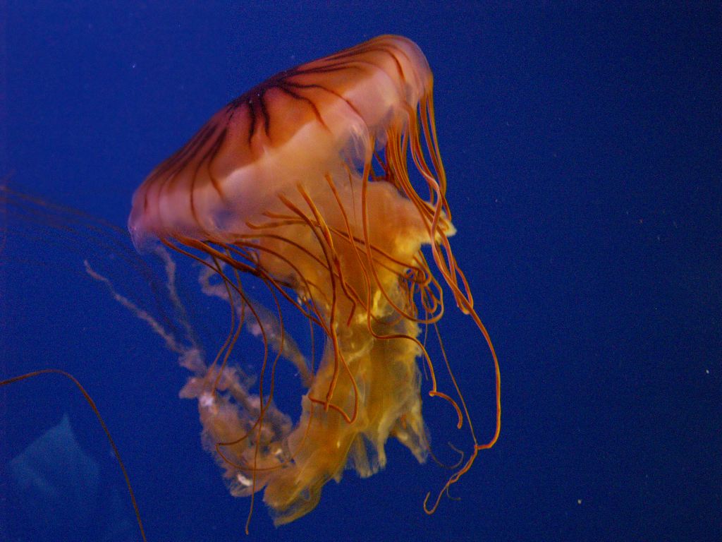Acquario di Genova: Medusa