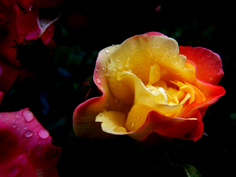 Rosa bagnata....rosa fortunata