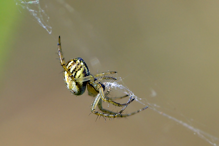 Mamma mia che intreccio.