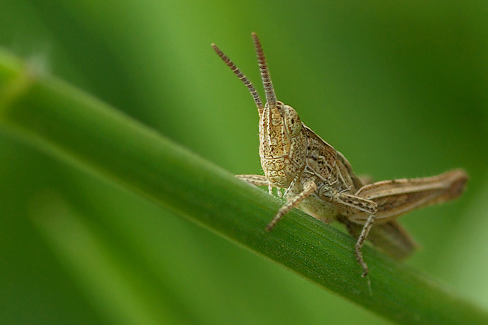 Solitario immerso nel verde