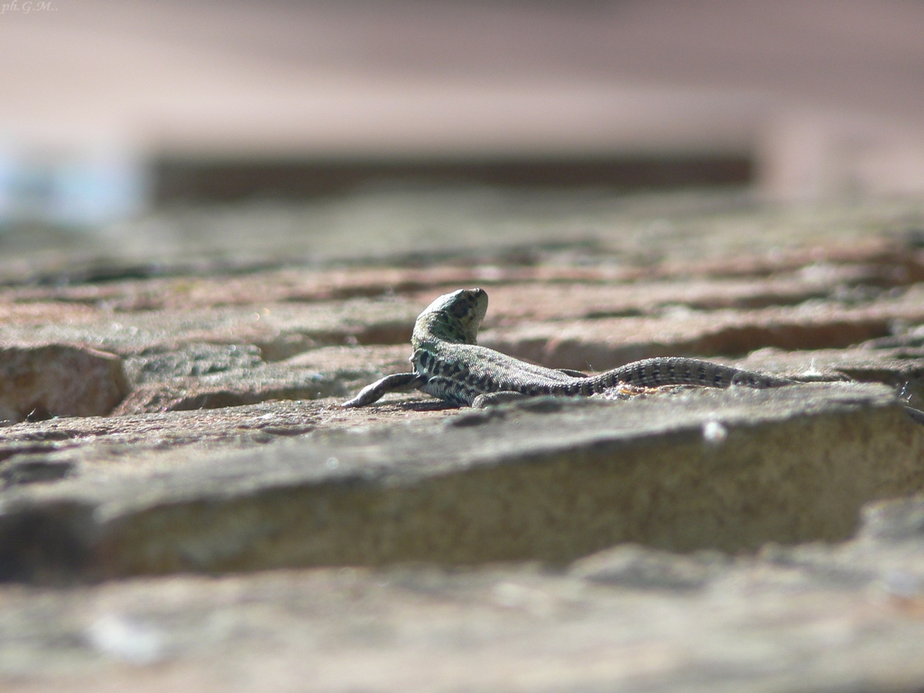 ..� inutile che implori!..non mi volto!