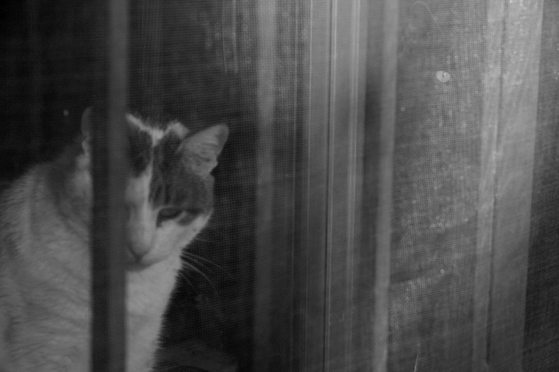 racconti felini - spartani