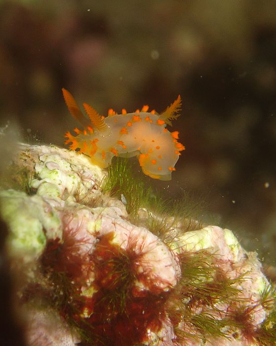 Dedicata a Ski(a)pper767 - nudibranco in salita