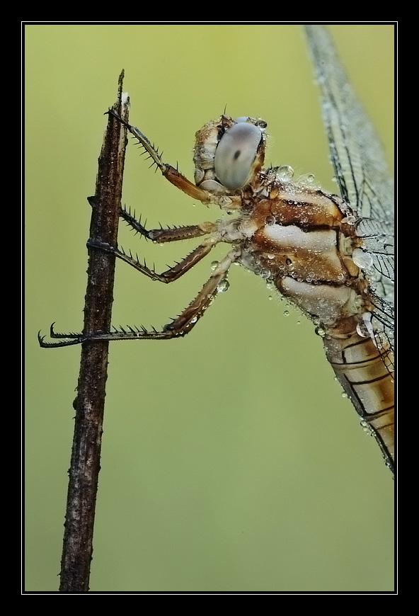 Ritratto di Orthetrum brunneum