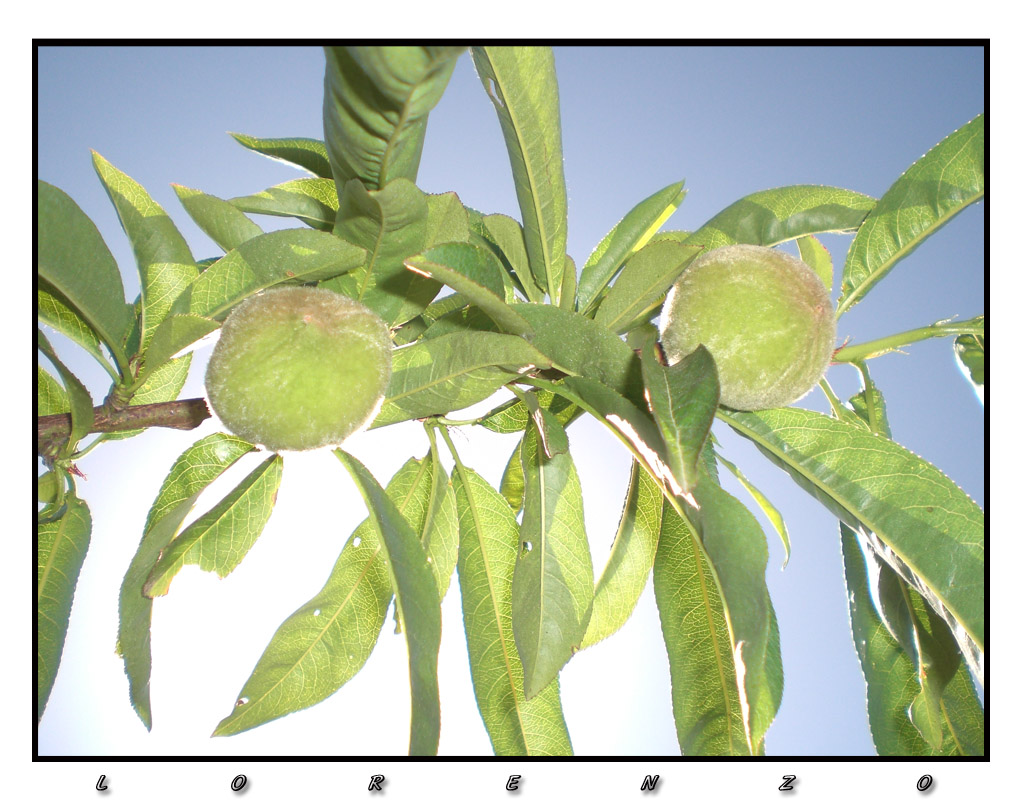 Settembrine Leonfortesi