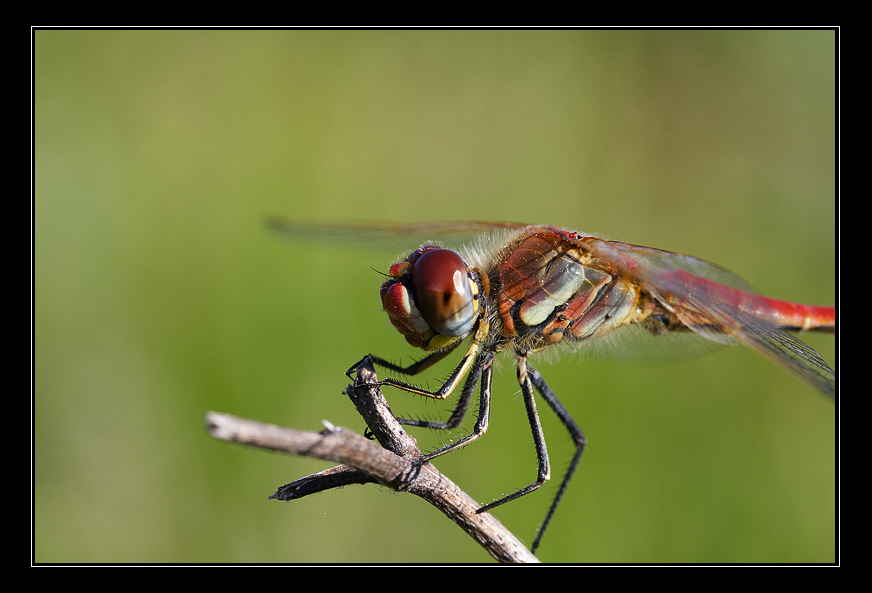 dragonfly portrait