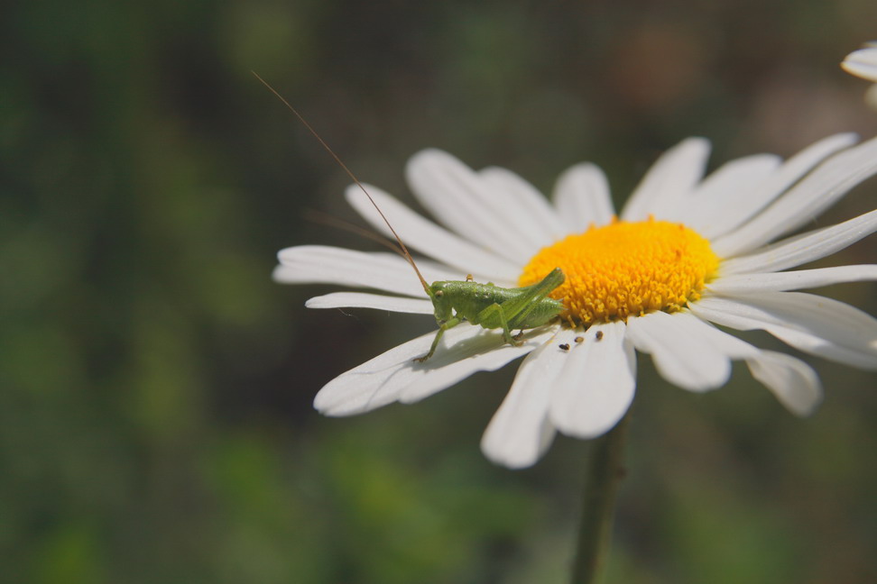hoops; ho sporcato??