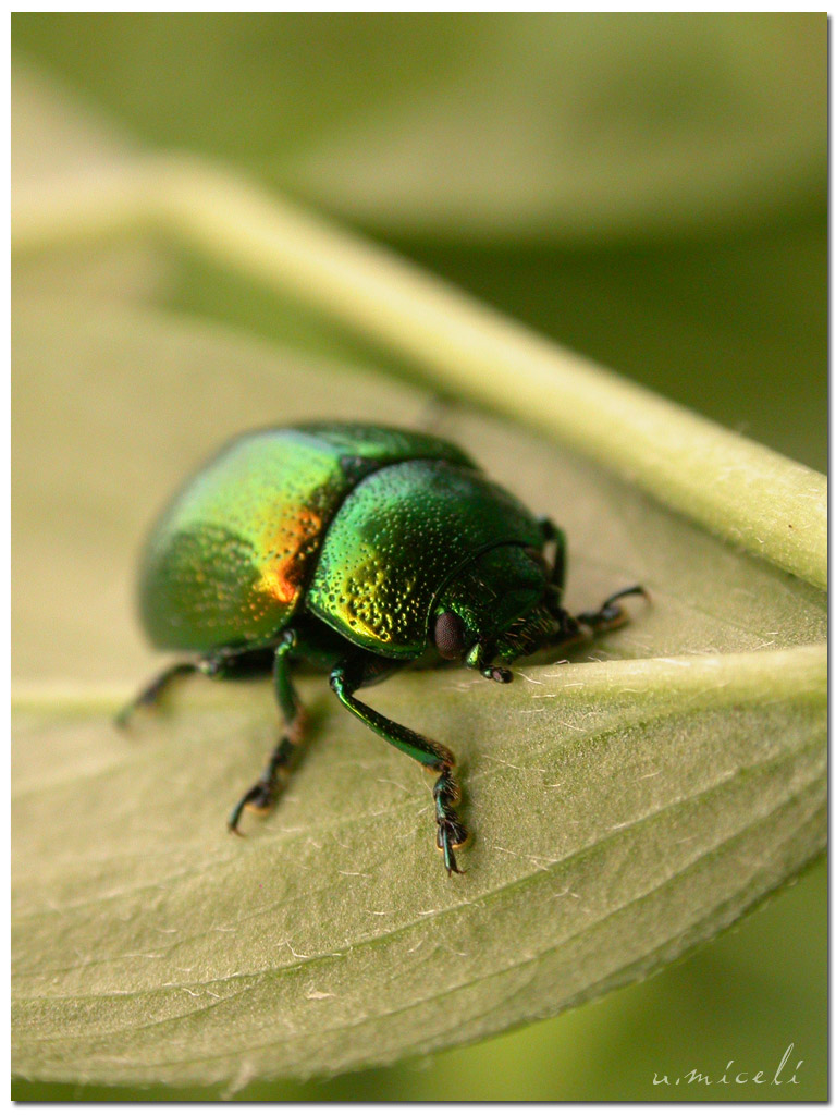 Ja chi stanchizza ca tiagnu oje...quasi quasi mi mintu a dorme supra st'amaca (Coleottero calabrese) o "una foglia per...amaca"
