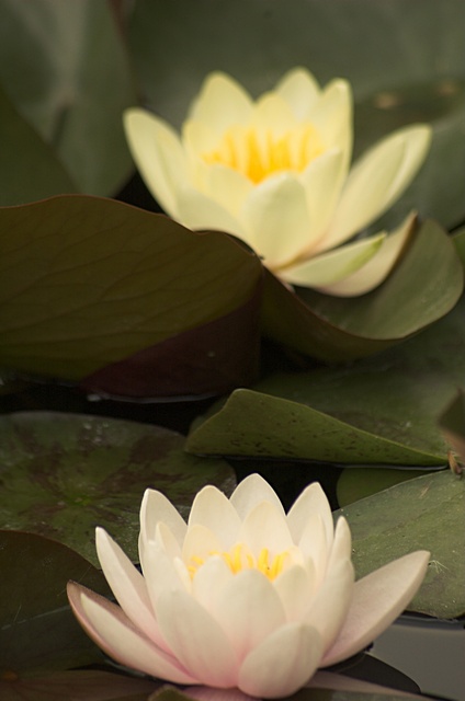 Fiori di Villa Carlotta