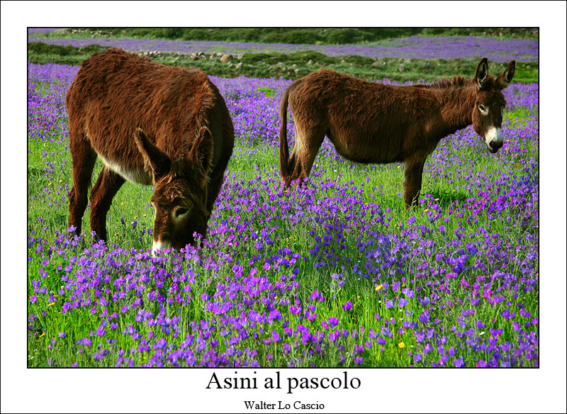 Asini al pascolo