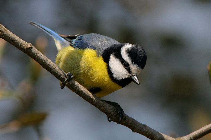 cinciarella algerina