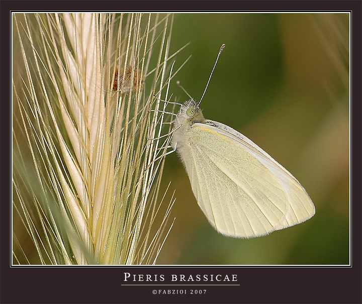 PIERIS BRASSICAE