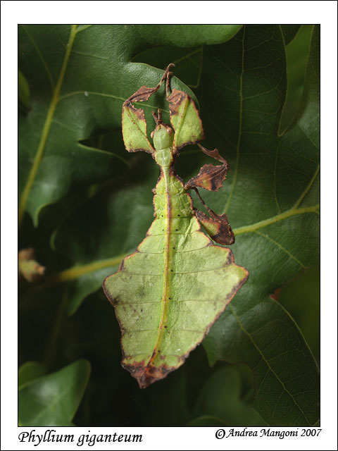 Insetto foglia - Phyllium giganteum