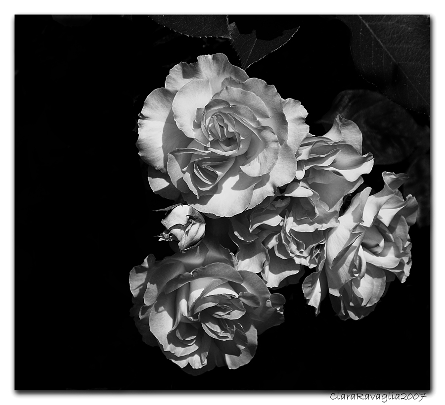 Bellezza.....in bianco e nero.....Dedicato a Ignaro