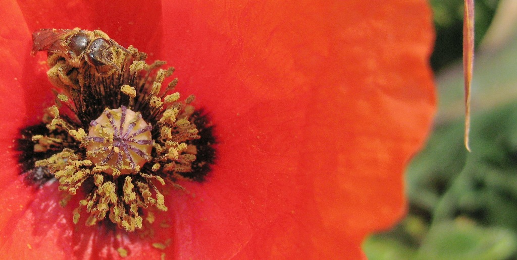 Papaver rhoeas
