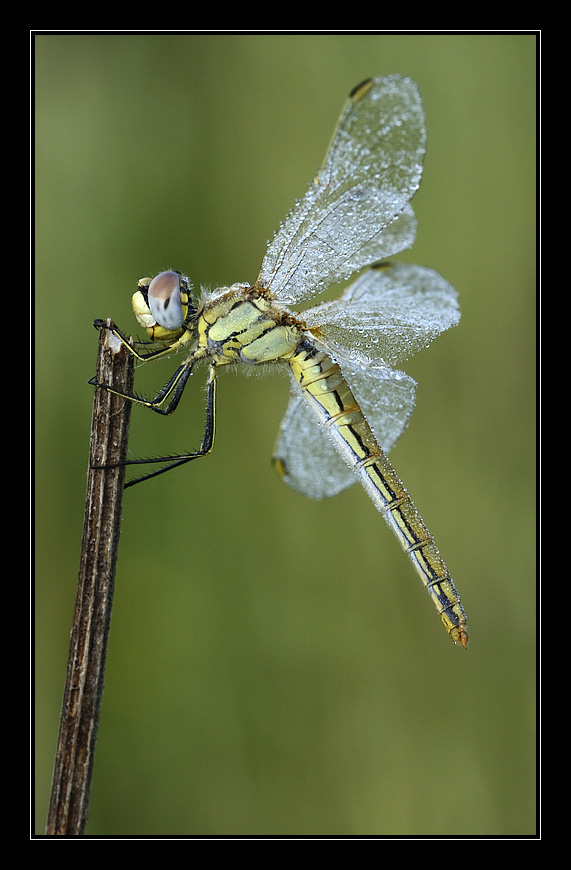 Sympetrum fonscolombii femmina