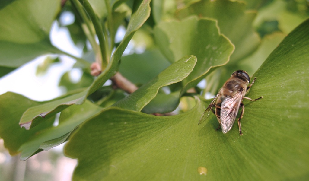 Gingko biloba