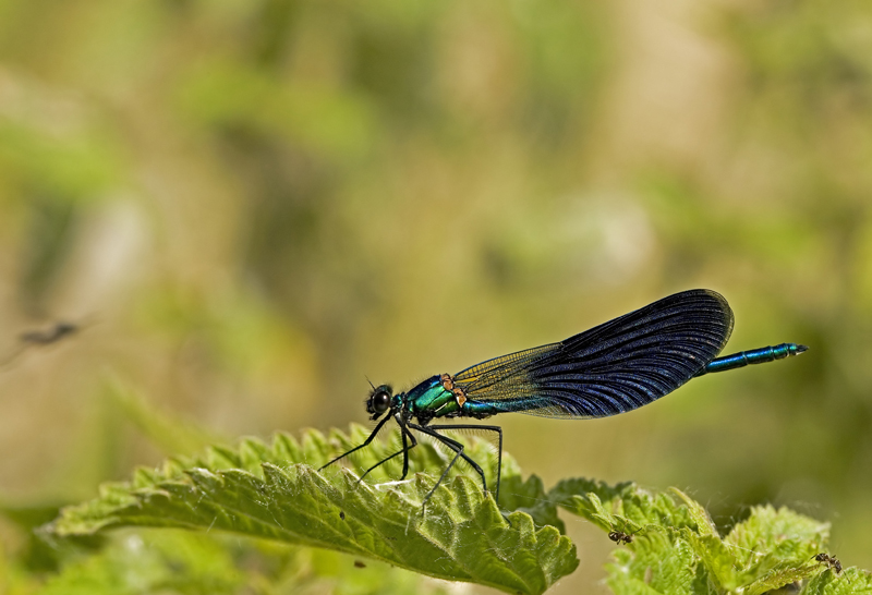 Calopteryx Splendes