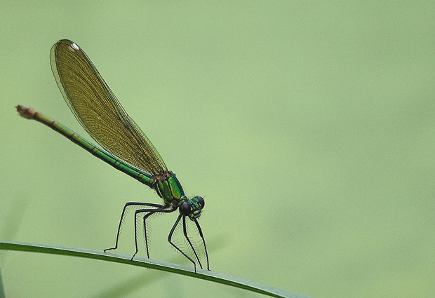 libellula